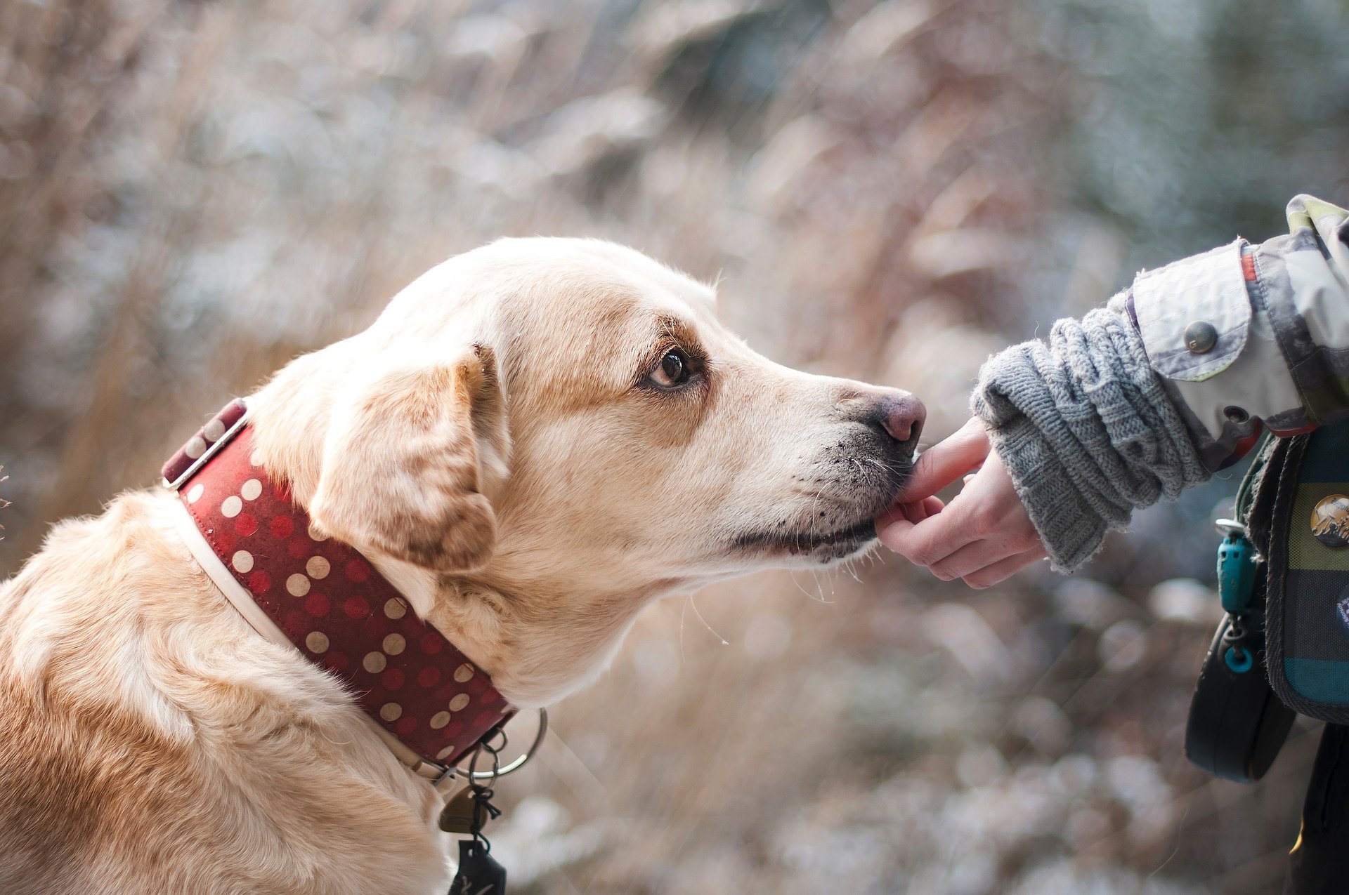 Pet insurance